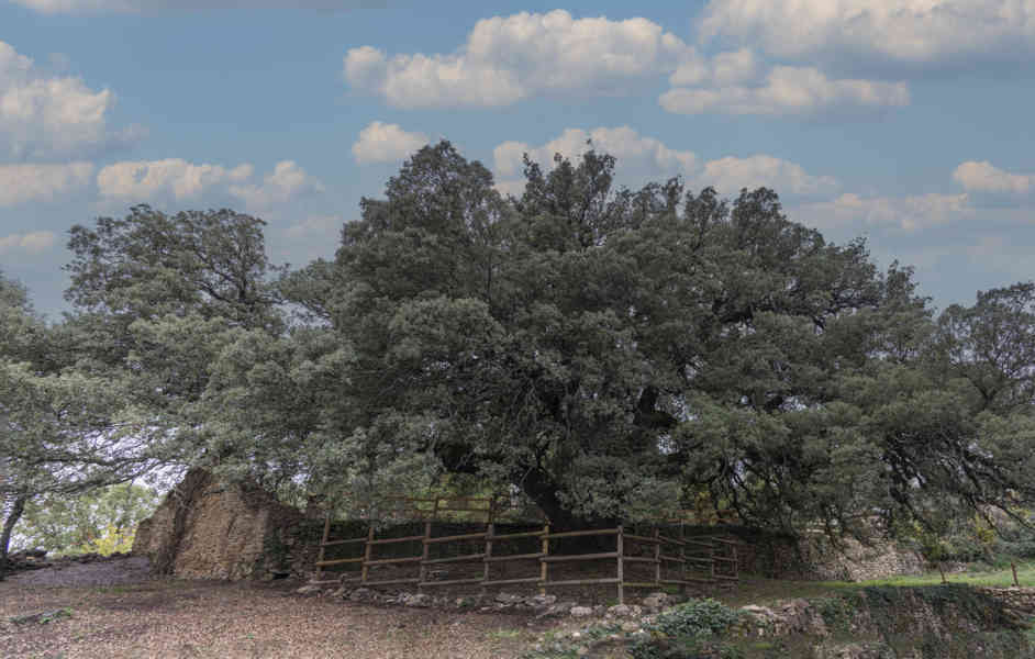 Huesca - Lecina 06 - encina Carrasca de Lecina - Árbol Europeo 2021.jpg